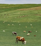 herd of cow on green grass field during daytime