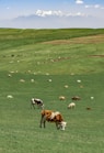 herd of cow on green grass field during daytime