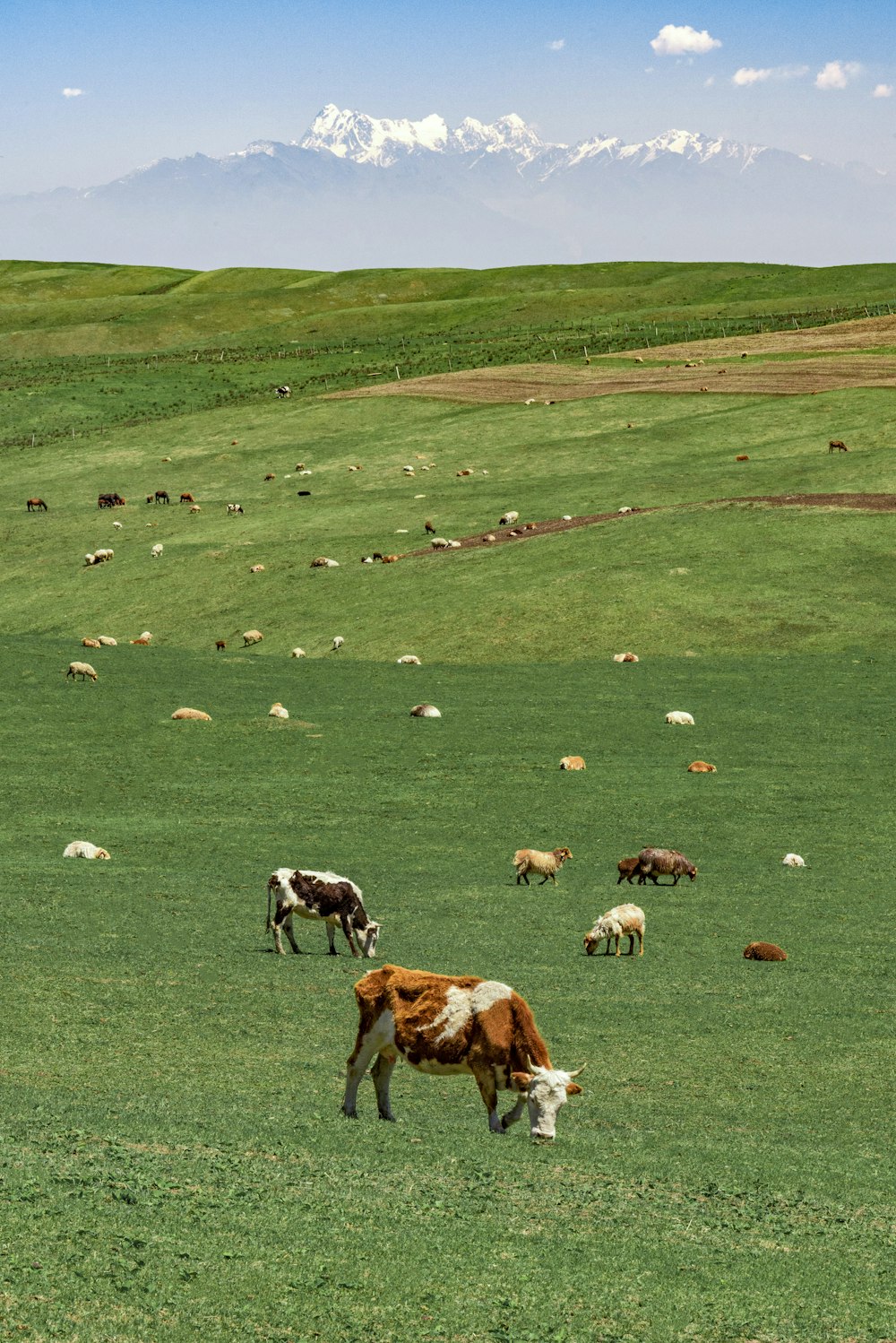 rebaño de vacas en el campo de hierba verde durante el día
