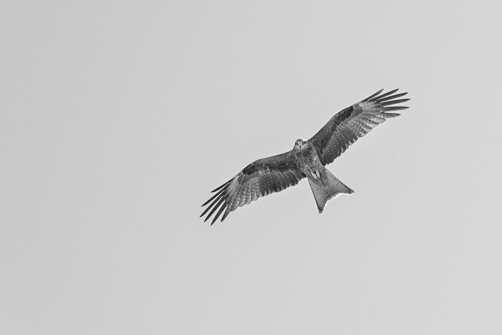 black and white bird flying