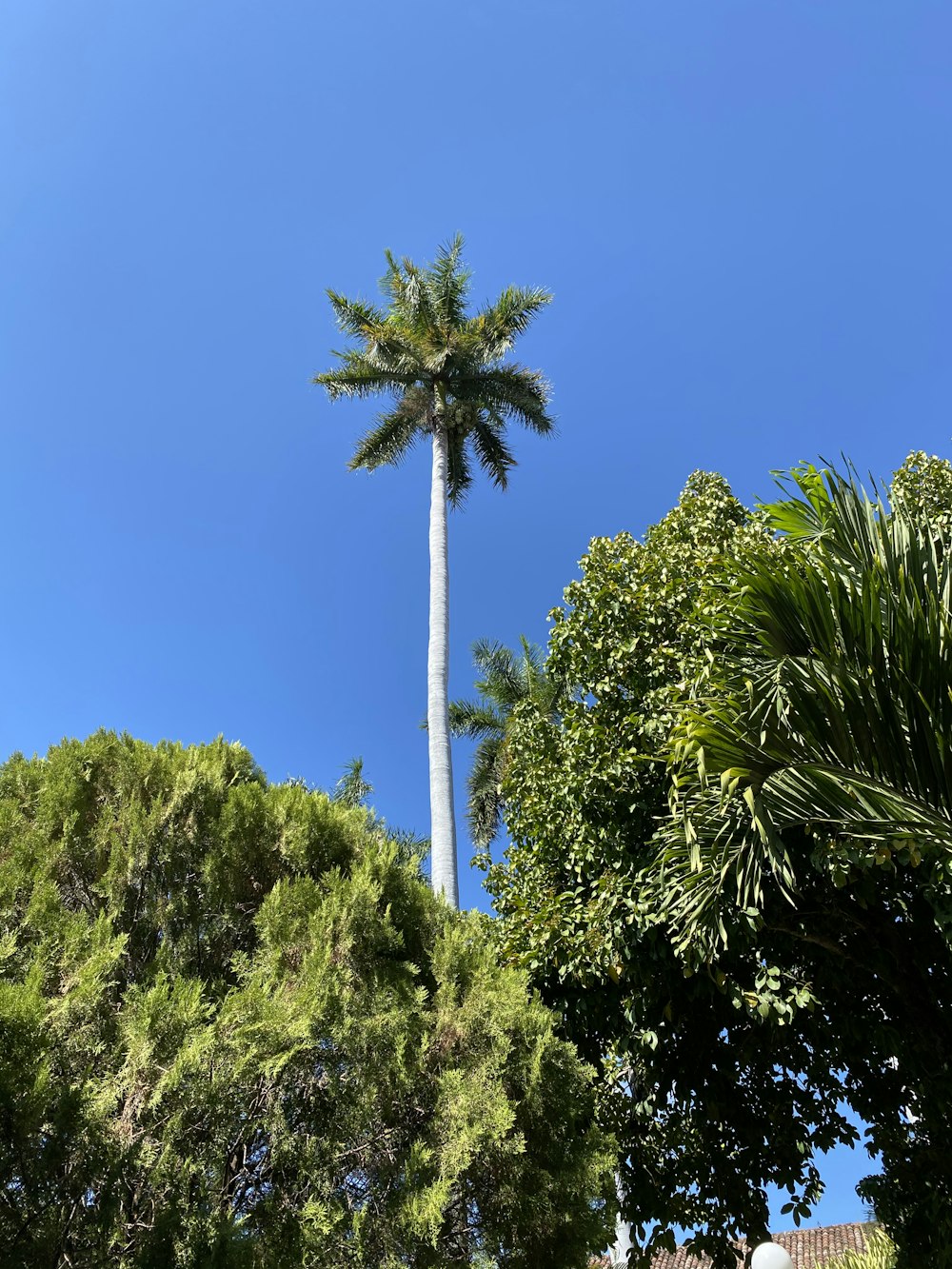 green palm tree under blue sky during daytime