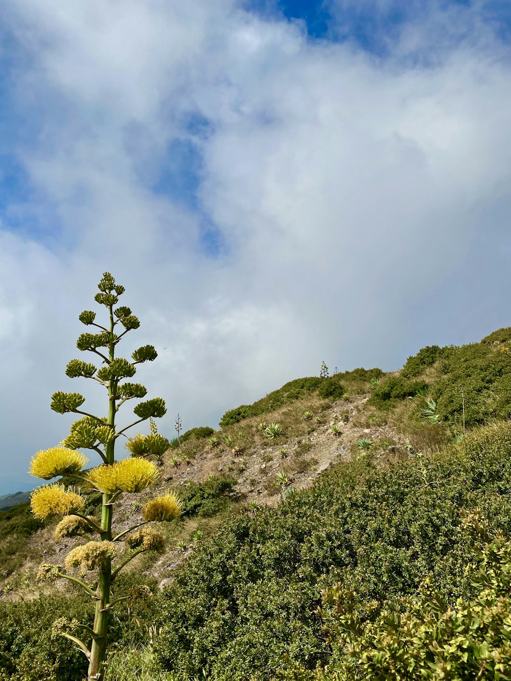 green tree on hill under blue sky and white clouds during daytime