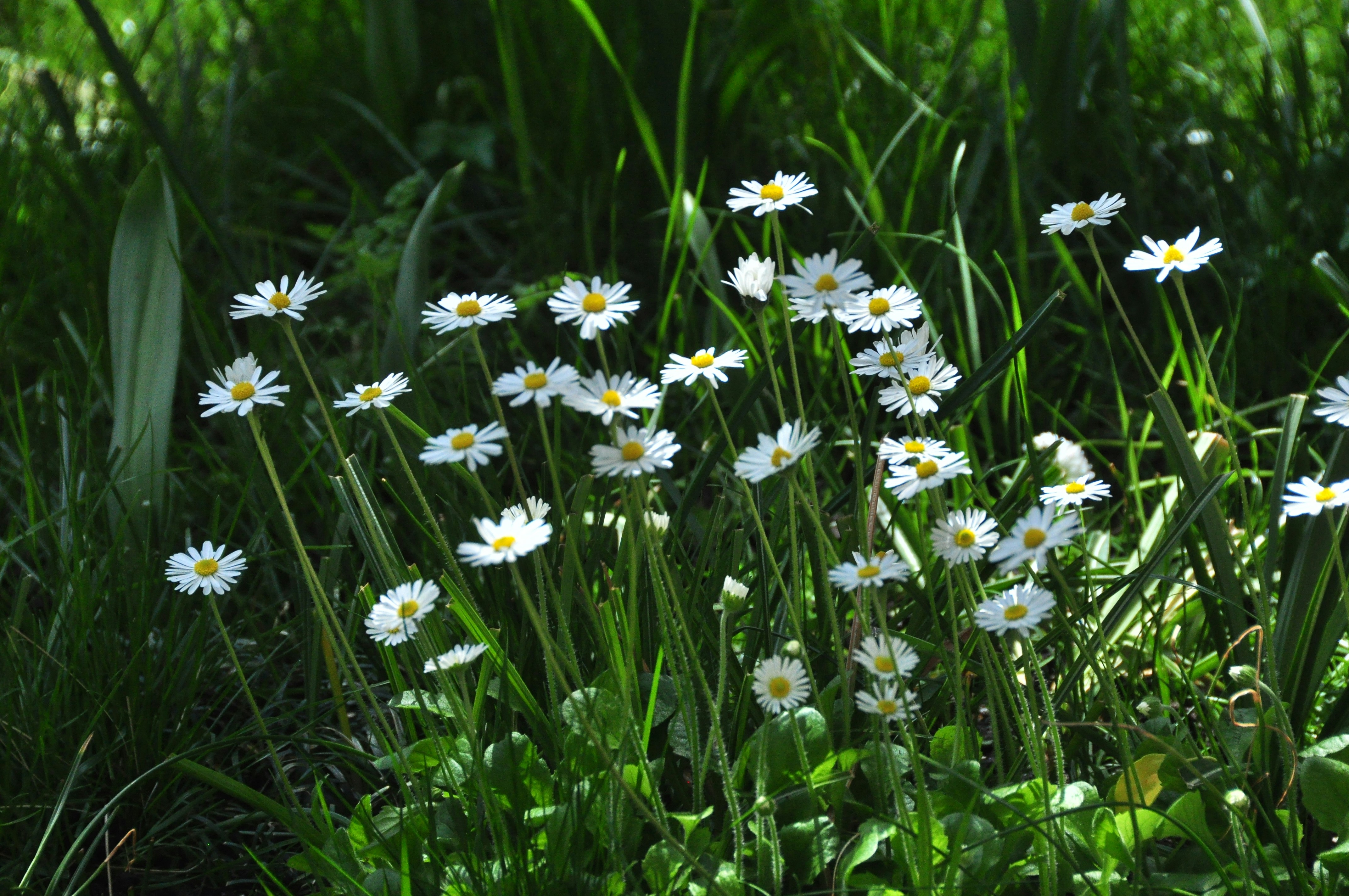 Photo by idonothingbutlove