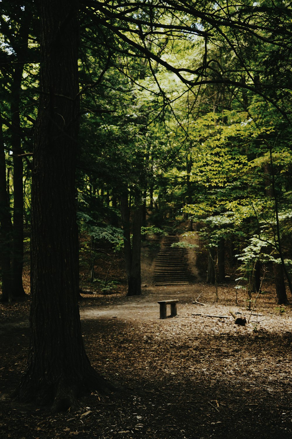 green and brown trees during daytime