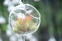 A small, transparent glass orb containing a vibrant air plant hangs delicately. The plant features feathery leaves with green bases and striking red tips. The background is softly blurred with shades of green and white.