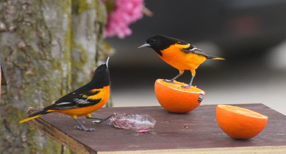 black yellow and white bird on orange fruit