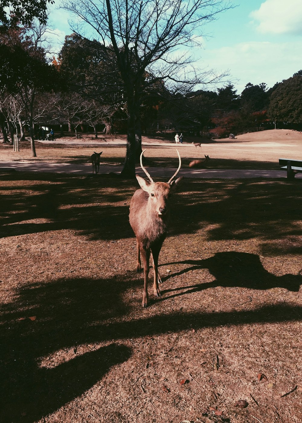 brown deer on brown field during daytime