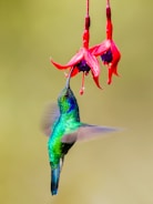 green and black humming bird flying