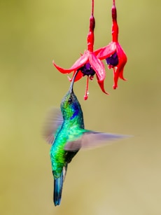 green and black humming bird flying