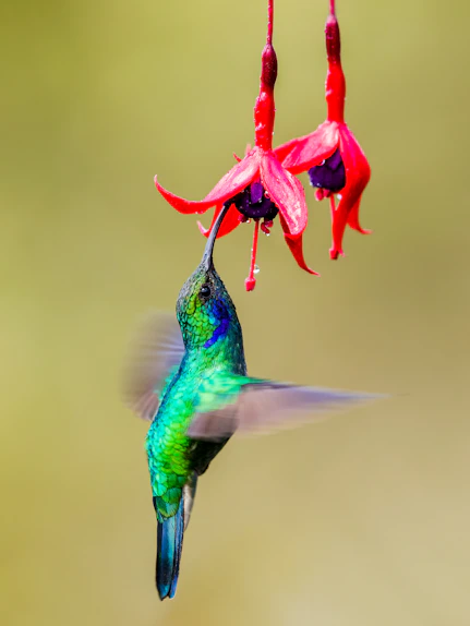 green and black humming bird flying