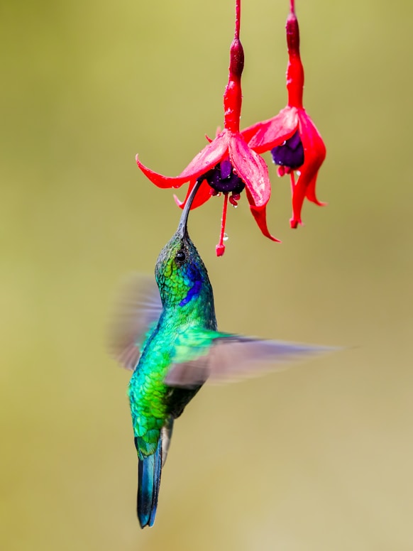 green and black humming bird flying