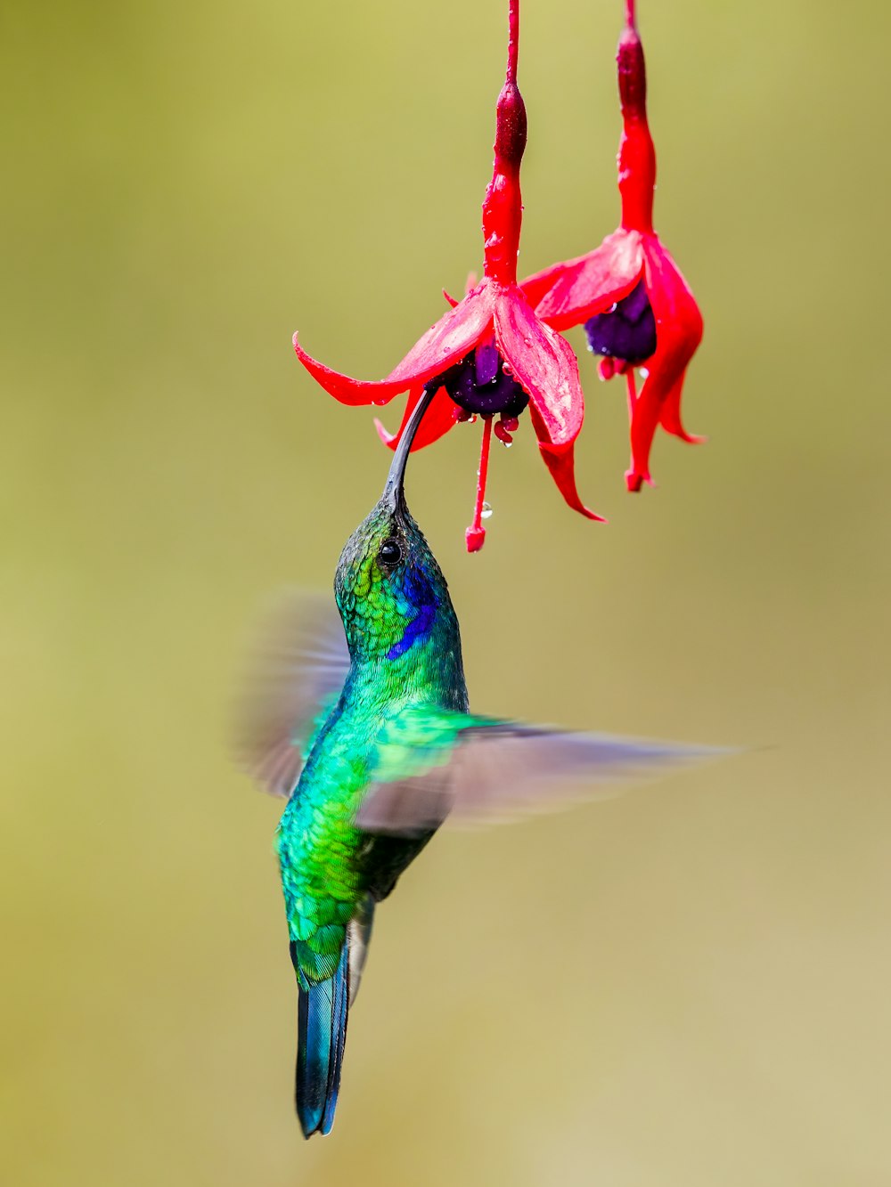 grüner und schwarzer Kolibri fliegen