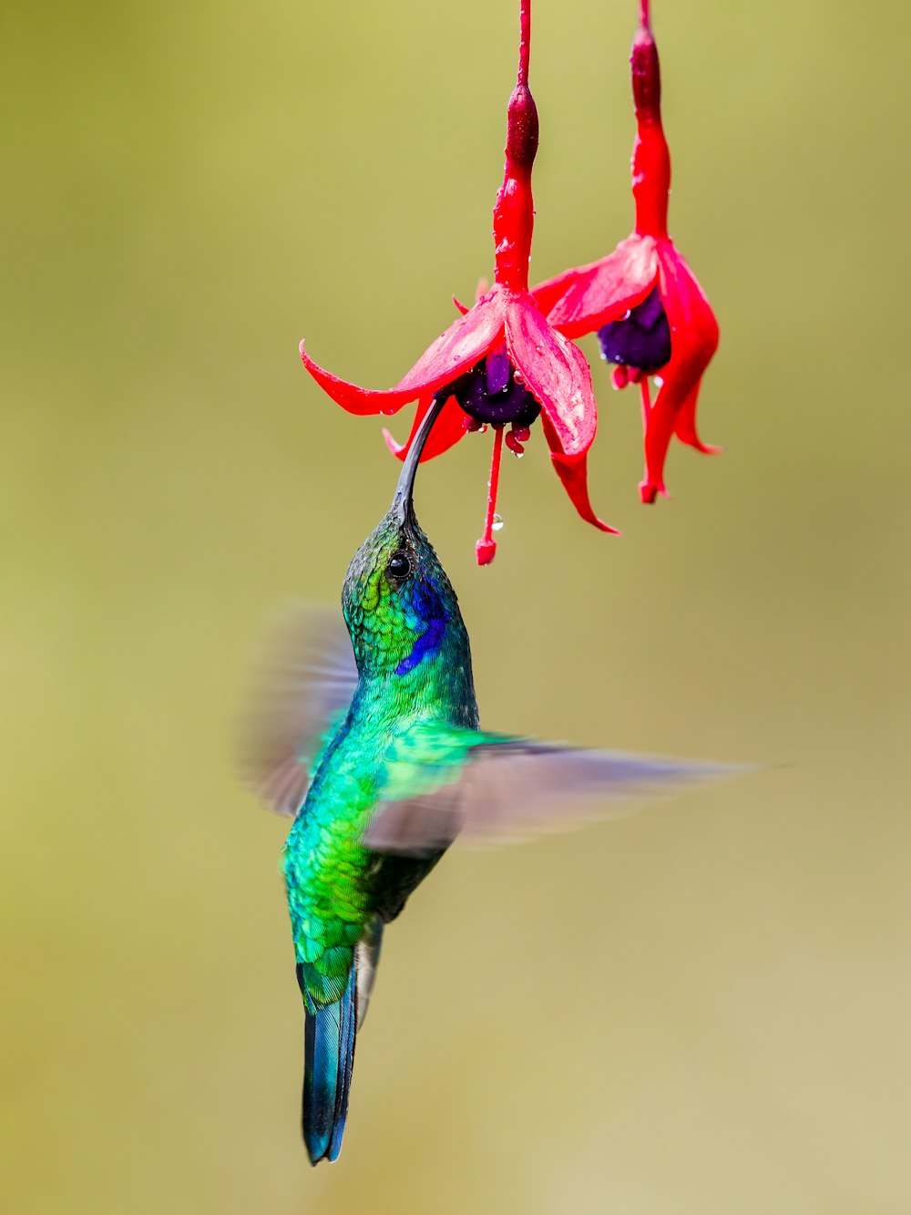 Colibrì verde e nero che vola