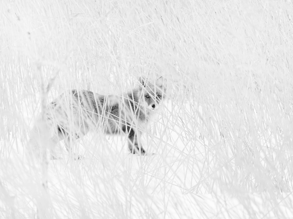 white fox on snow covered ground