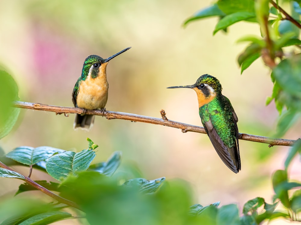 green and brown humming bird