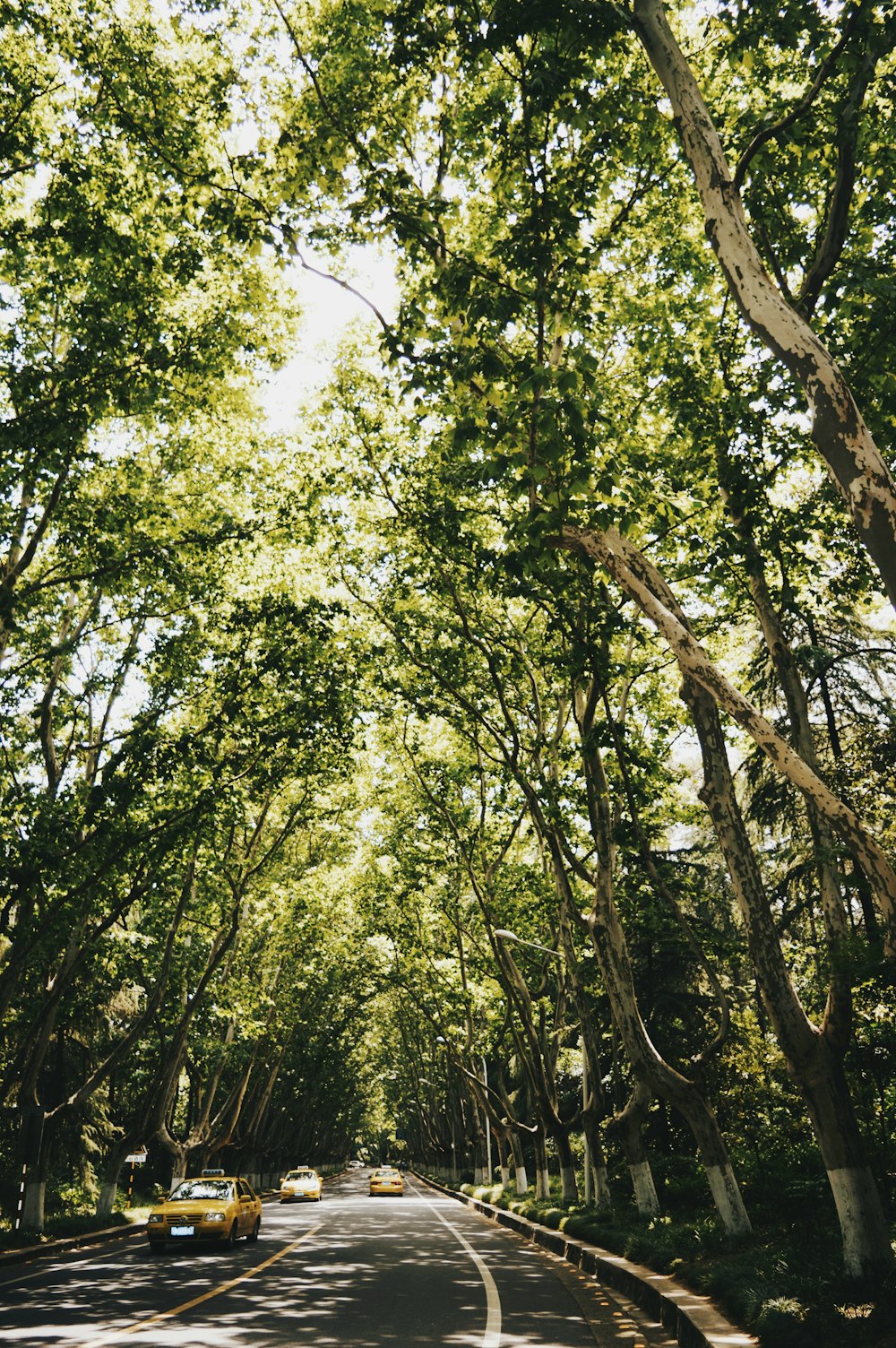 green trees under blue sky during daytime