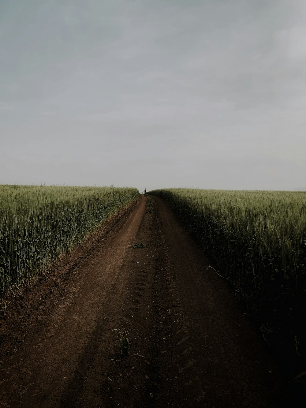 a dirt road in the middle of a field
