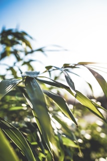 Close-up of natural green leaves with sunlight filtering through, highlighting the fresh and elegant atmosphere.