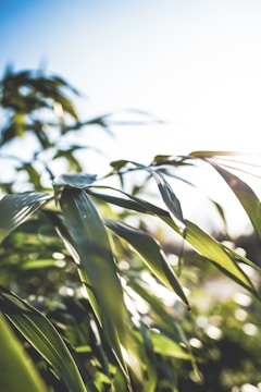 Close-up of green leaves with sunlight filtering through, evoking renewal.