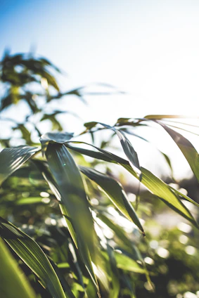A serene close-up of lush green leaves gently bathed in morning sunlight.