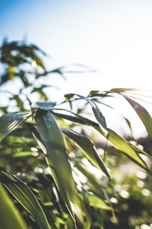 Close-up of natural green leaves with sunlight filtering through, highlighting the fresh and elegant atmosphere.