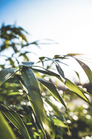 Close-up of a peaceful meditation moment with gentle light filtering through green leaves.