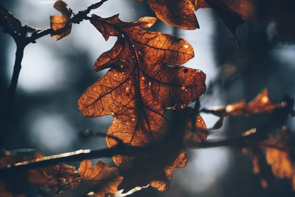 brown maple leaf in close up photography