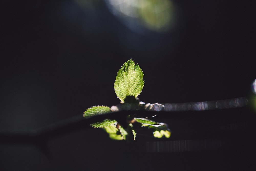 green leaf on brown stem