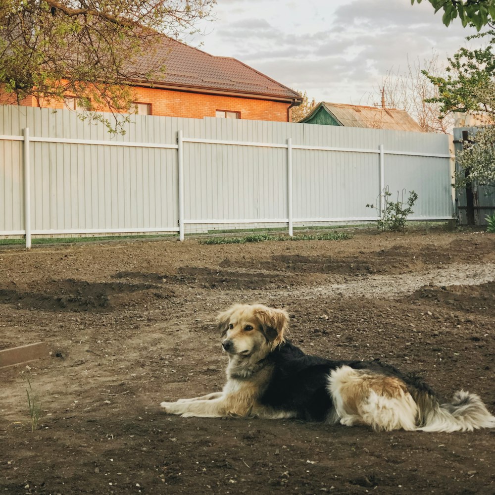 black and white long coat dog sitting on brown soil during daytime