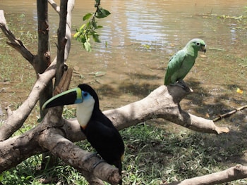 Una vibrante escena con dos pájaros posados en ramas junto a un cuerpo de agua. El ave en primer plano es un tucán con un gran pico colorido, plumas predominantemente negras y garganta blanca. Detrás, un loro verde descansa tranquilamente en otra rama. El entorno incluye agua con algo de hierba y hojas, lo que sugiere un entorno natural y tranquilo.