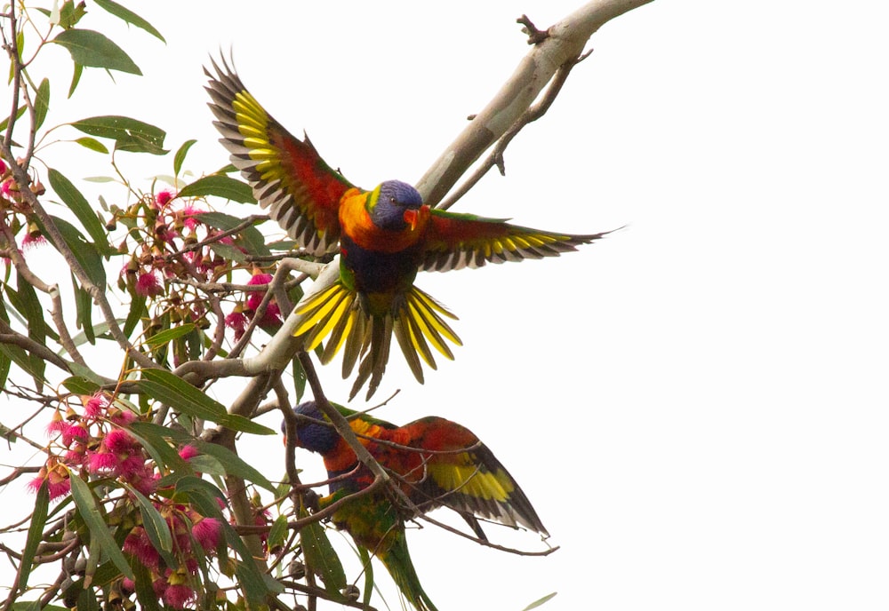 green yellow and red bird perched on tree branch