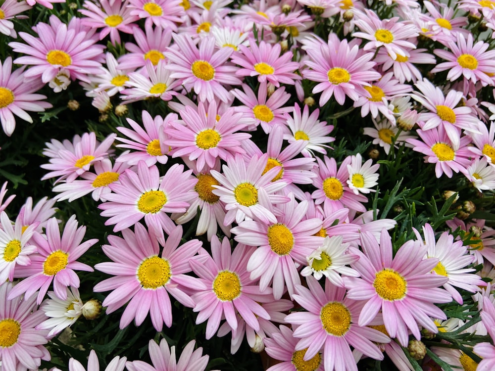 purple and white flowers during daytime