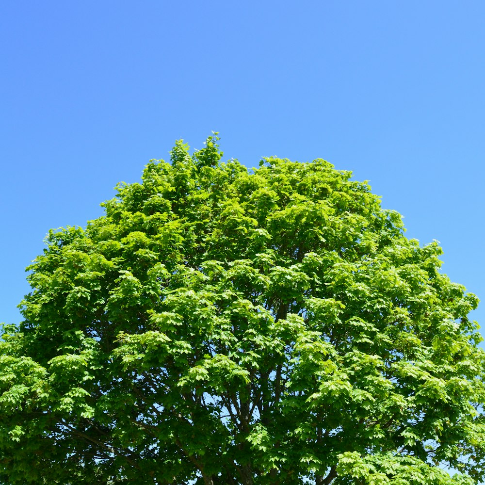 green tree under blue sky during daytime