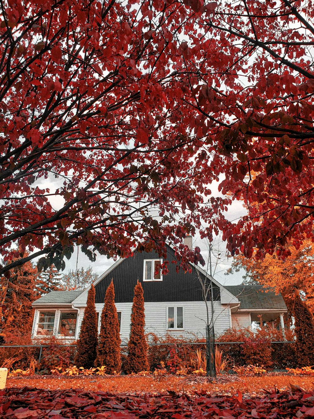 red and brown tree near white and brown house