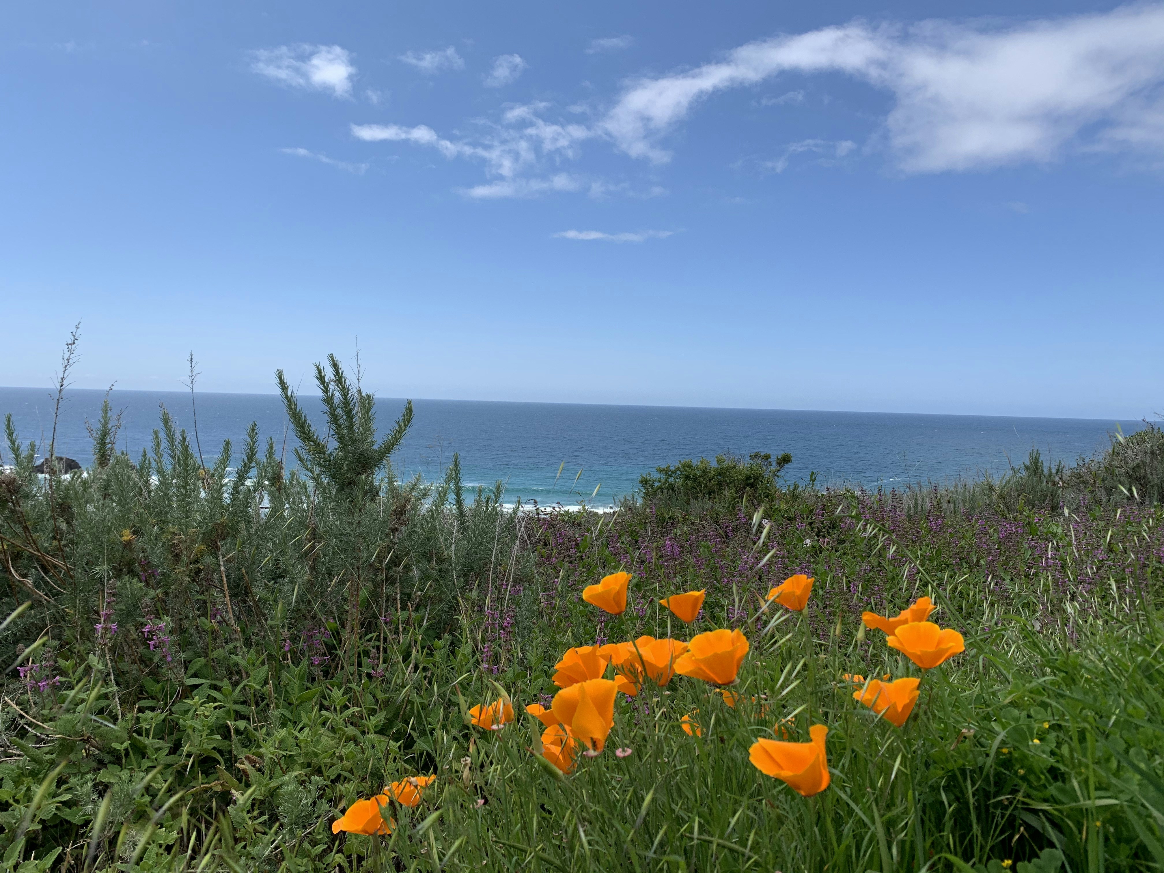 champ de fleurs d’oranger près de la mer sous le ciel bleu pendant la journée
