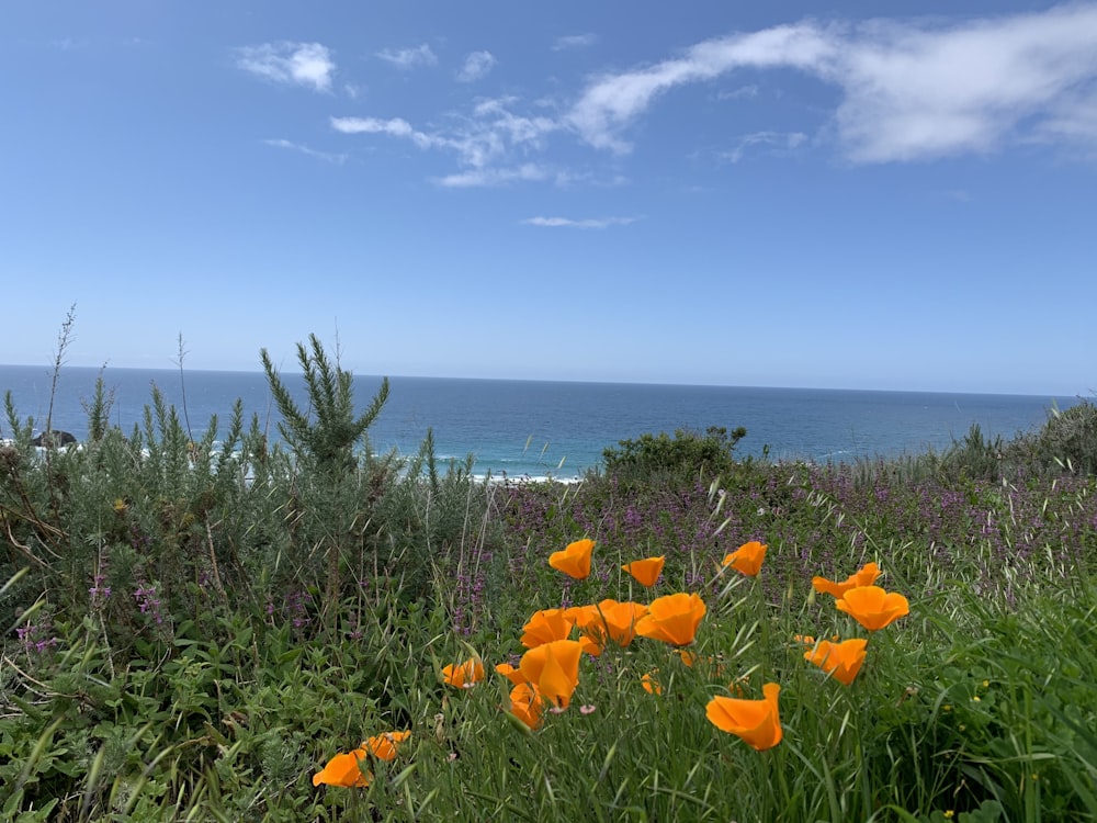 昼間の青空の下、海辺のオレンジ色の花畑