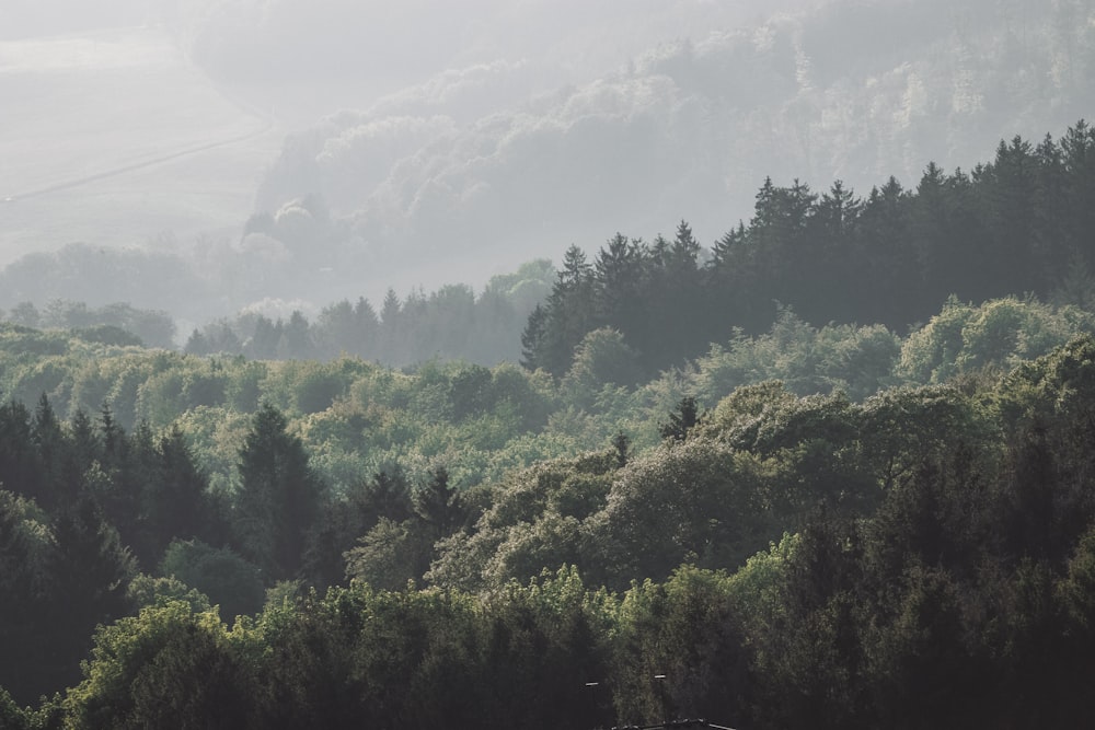 green trees under white clouds during daytime