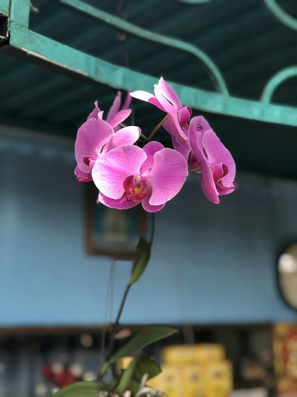 purple moth orchids in bloom during daytime