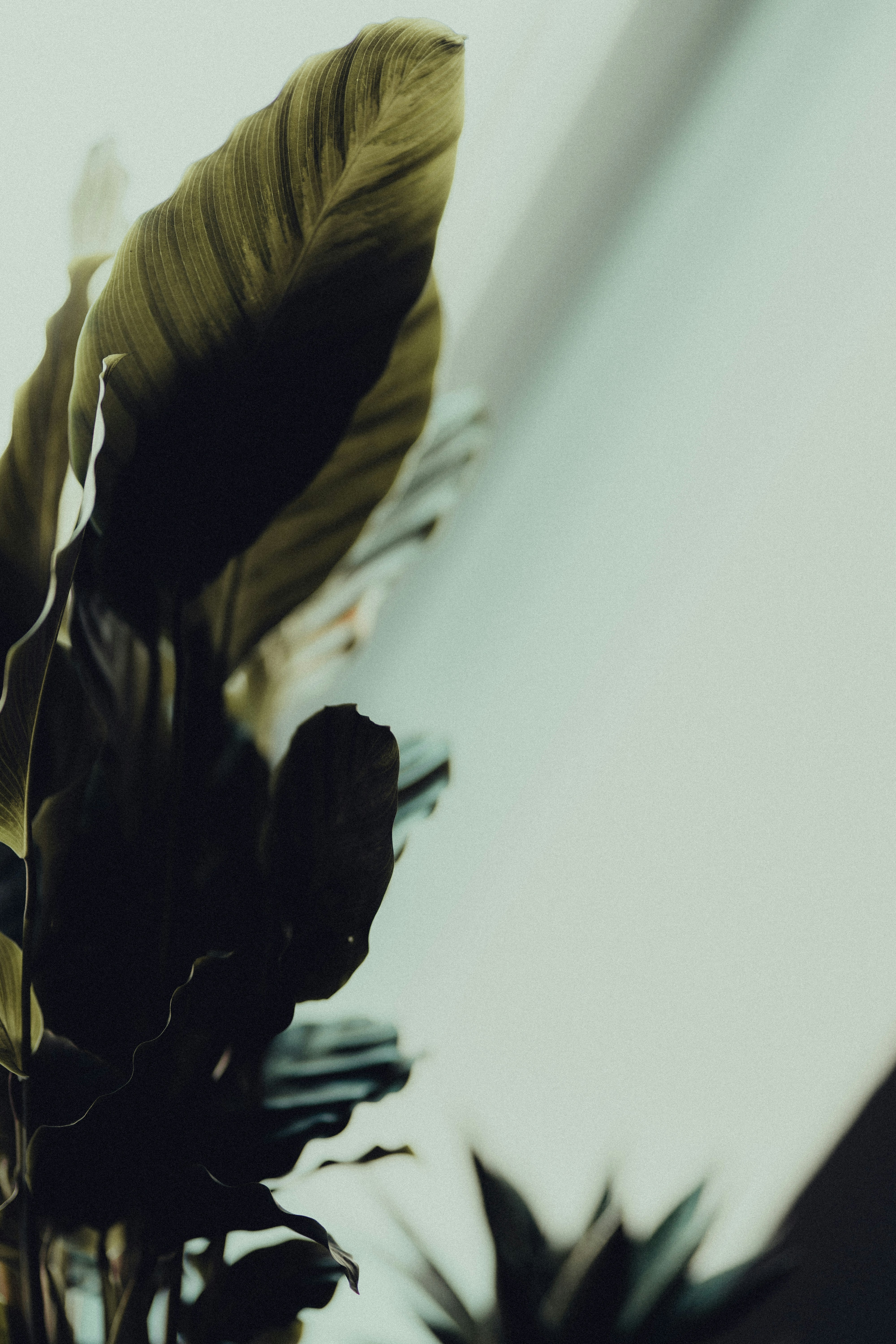 Photo by jakobustrop