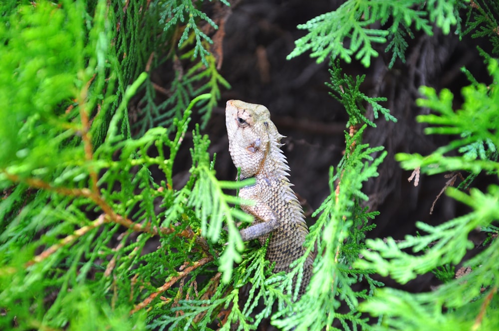 green and brown bearded dragon on green grass