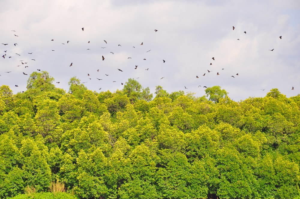 flock of birds flying over green trees during daytime
