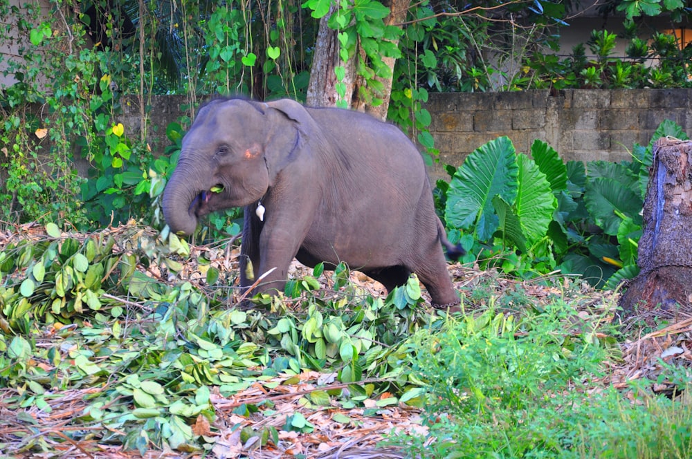 elephant eating green leaves during daytime