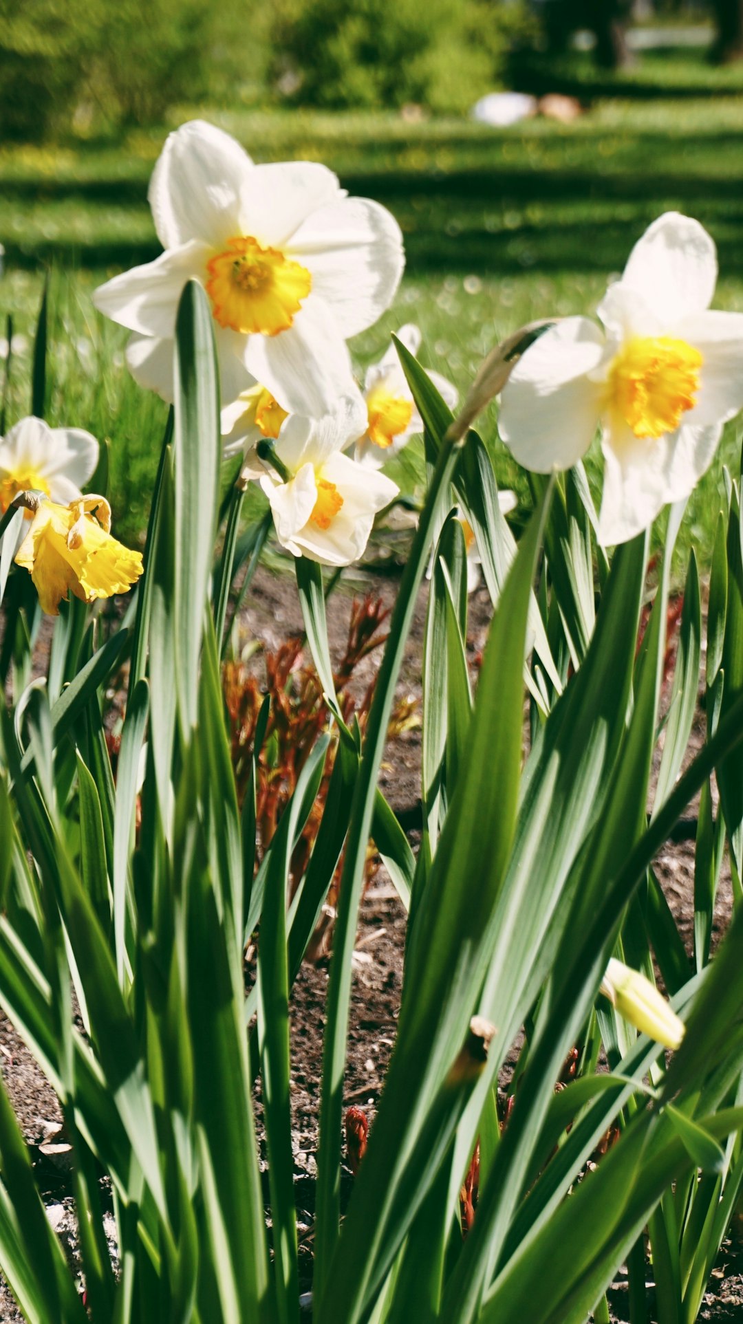 yellow daffodils in bloom during daytime