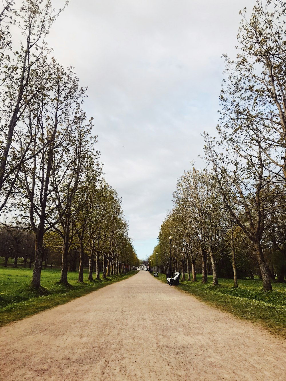 brown pathway between green trees under white clouds during daytime