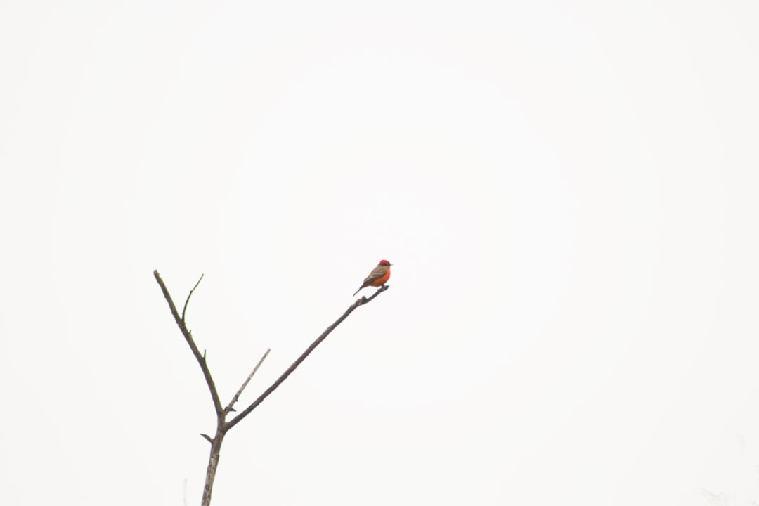 red flower on brown tree branch