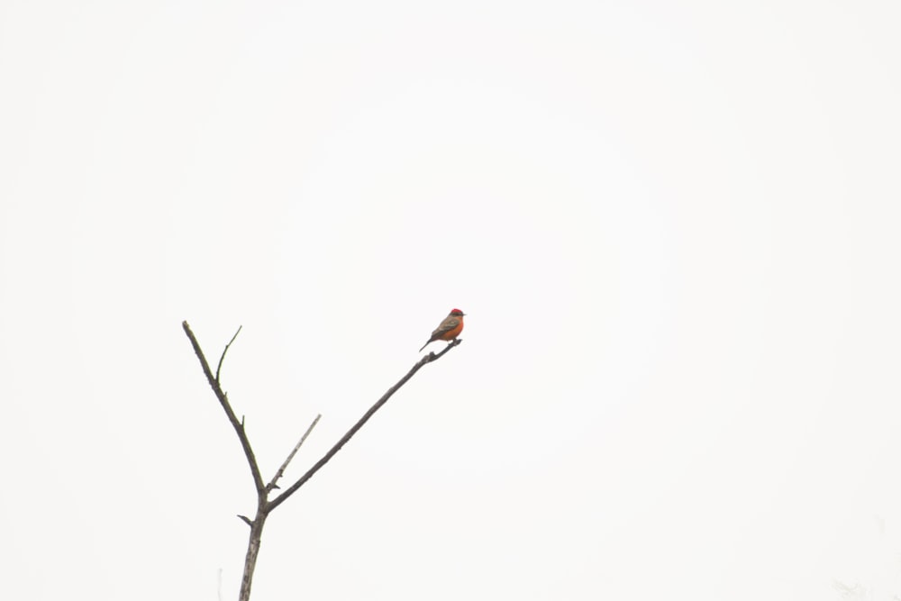 red flower on brown tree branch