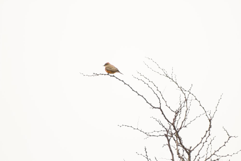 brown bird flying over bare tree during daytime