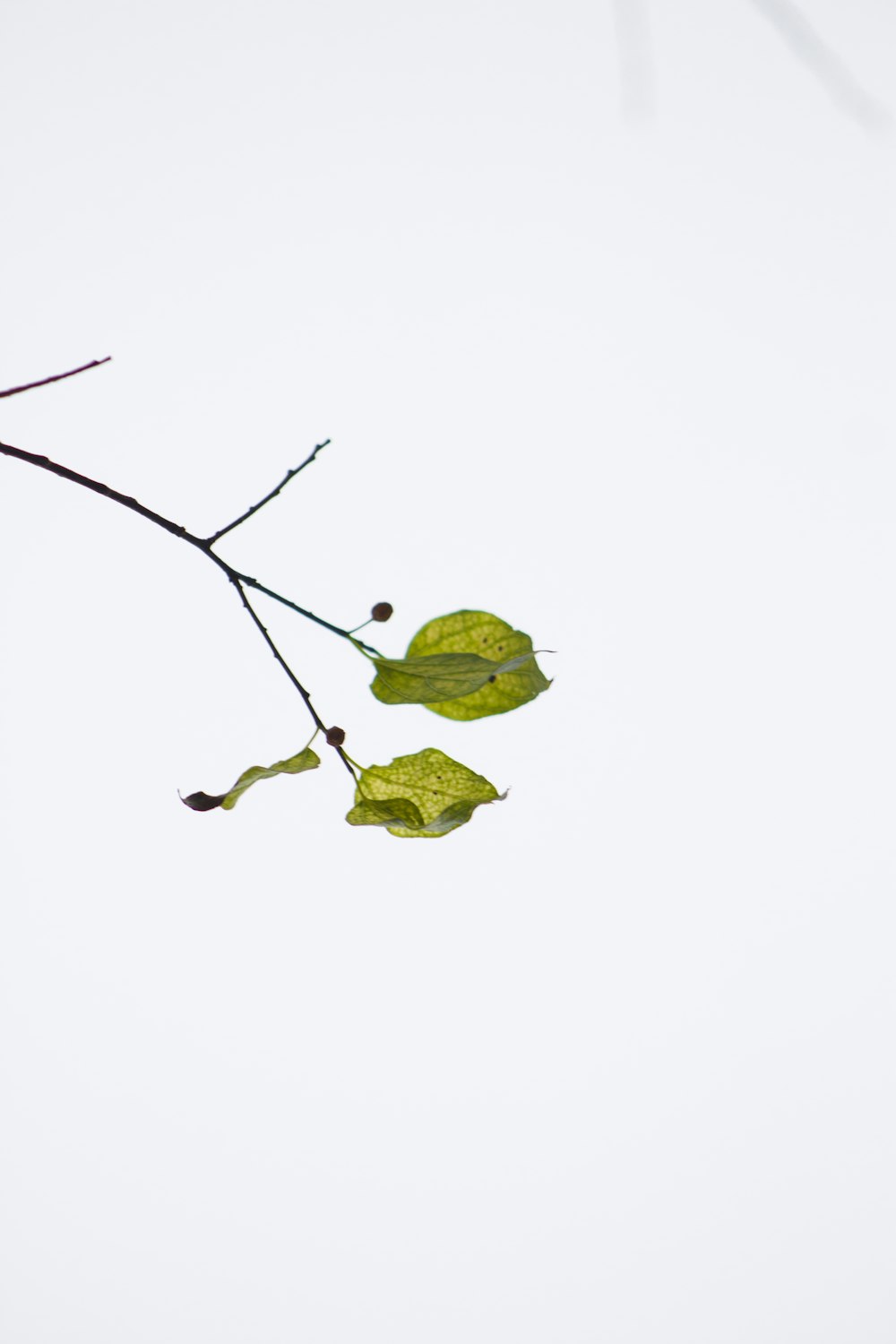 green leaves on white background