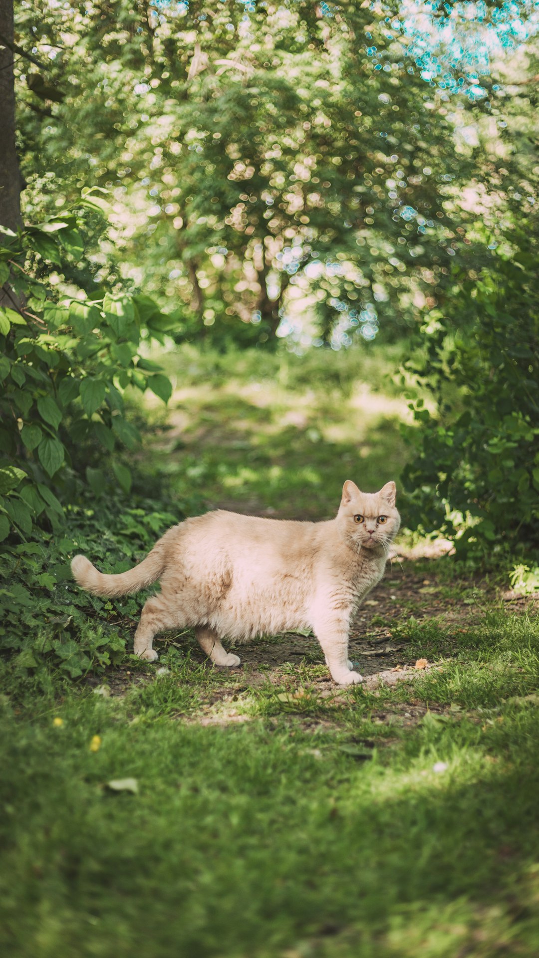 orange tabby cat on green grass field during daytime
