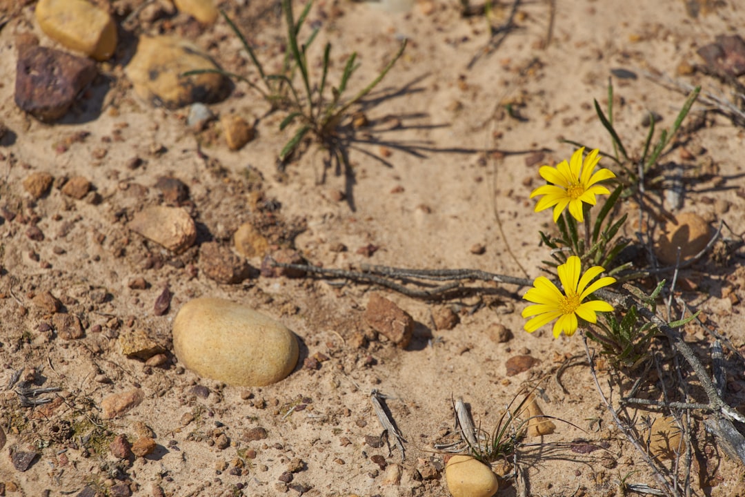 yellow flower on brown soil